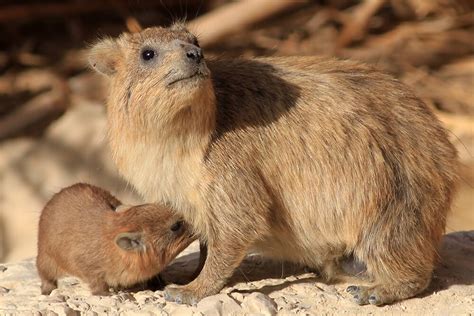 Rock Hyrax | San Diego Zoo Animals & Plants