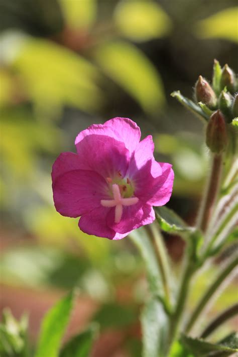 Great Willowherb | Flowers, Plants, Wild flowers