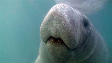 Rescued manatee flown from Texas to Florida on cargo plane