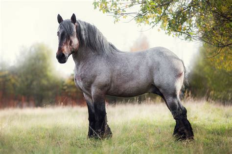 How long does belgian horses live