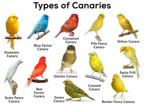 13 Types of Canary Birds You Should Recognize - Pet Care Stores