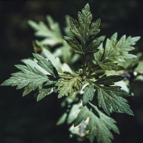 Mugwort Essential Oil Morocco — The Essential Oil Company