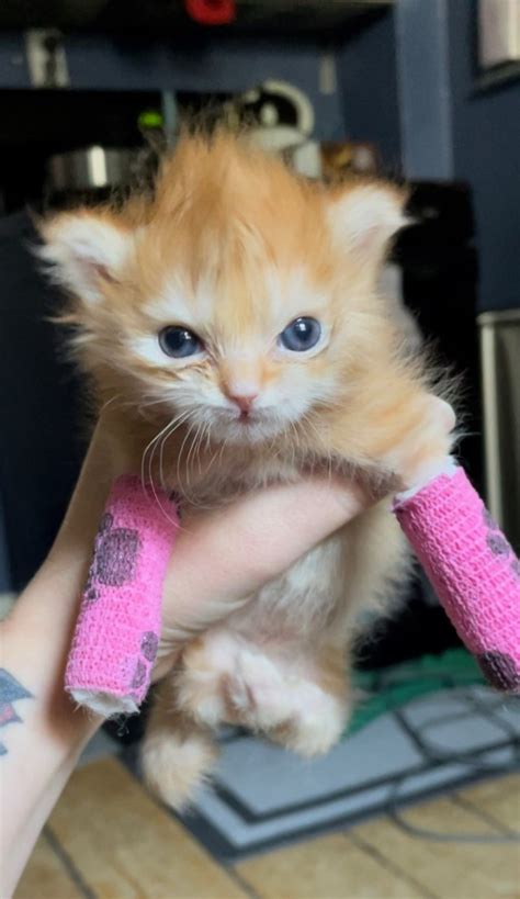 Utah-based viral kitten 'Tater Tot' dies suddenly