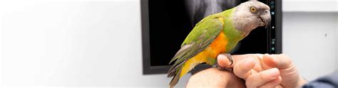 Bird Vet Emerson - Emergency Exotic Avian Vet Near Me