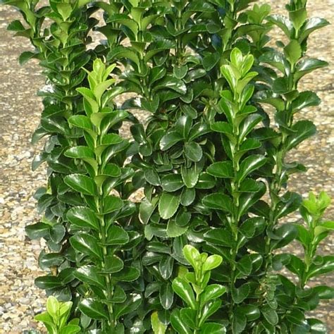 Buy Japanese euonymus Euonymus japonicus 'Green Rocket'