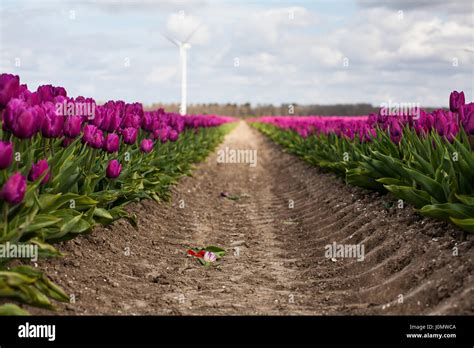 Crushed flowers hi-res stock photography and images - Alamy