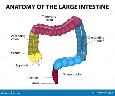 Diagram Of Large And Small Intestine - Wiring Diagram