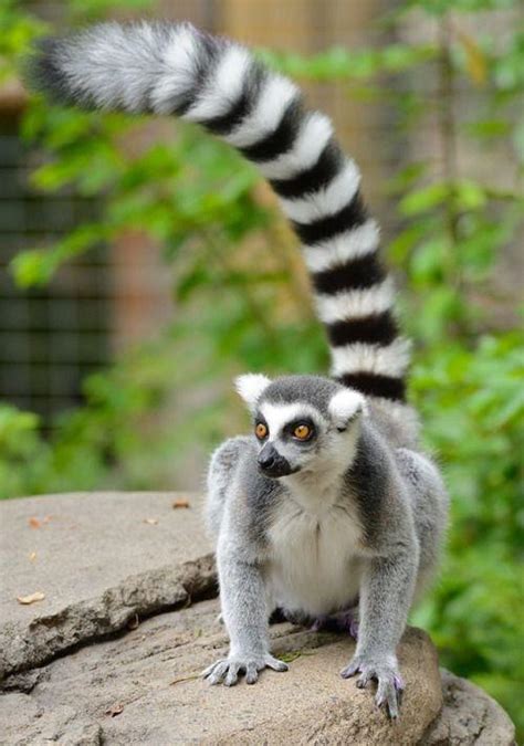 Ring Tailed Lemur – Facts, Habitat, Diet, Pictures