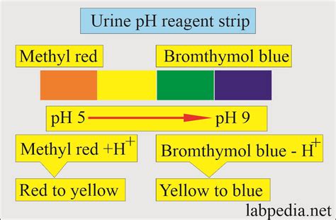 am i hydrated urine color chart health chart color chart urinal - ph of ...