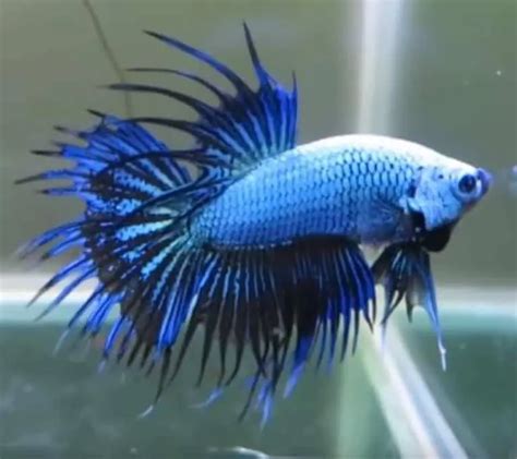 45 Different Types Of Betta Fish (With Pictures) | Aqua Movement