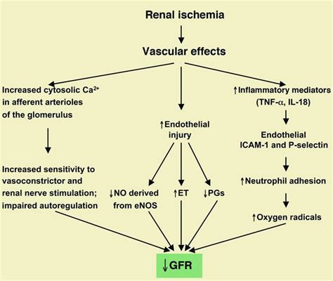 JCI - Acute renal failure: definitions, diagnosis, pathogenesis, and ...