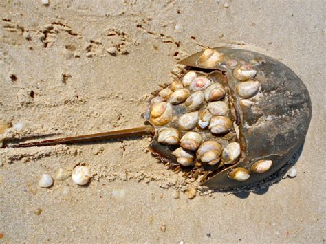 Horseshoe_crab_with_shells.JPG 3,901×2,925 pixels | Horseshoe crab ...