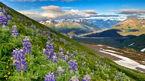 Lupins in Kenai Fjords National Park at summer, Alaska, USA | Windows ...