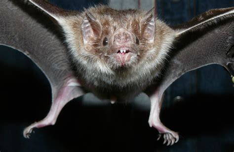 Common vampire bat in Mexico