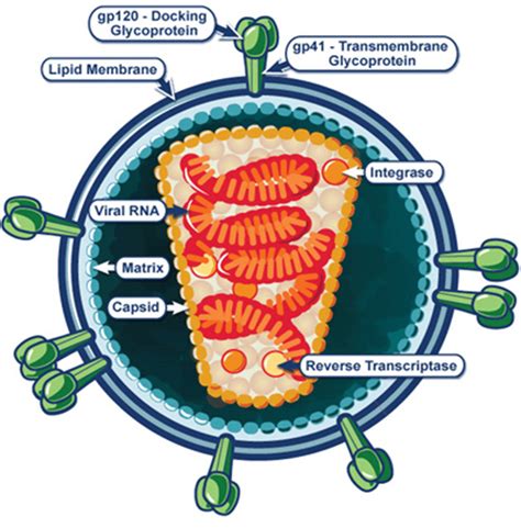 HIV disease overview — HIV Model documentation