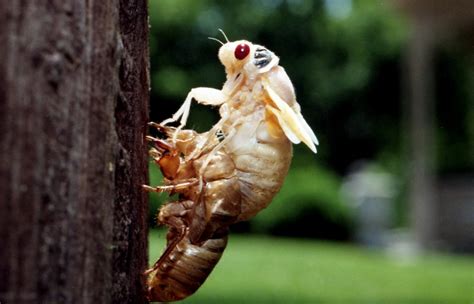 Brood XIX: 13-year cicadas to emerge in Tennessee in 2024. Here's where ...