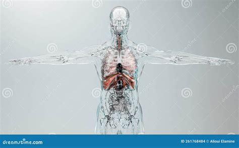 Human Respiratory System Lungs Anatomy Animation Concept. Visible Lung ...