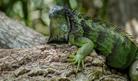 Iguana - Anatomy, Habitat, Diet, Conservation, And More