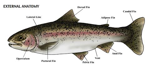 polley_salmonid_anatomy_E.jpg | Fish Pathogens