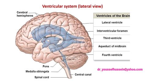 17- The Third 3rd Ventricle - YouTube