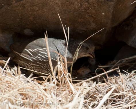 California Quail Female with Chicks | Focusing on Wildlife