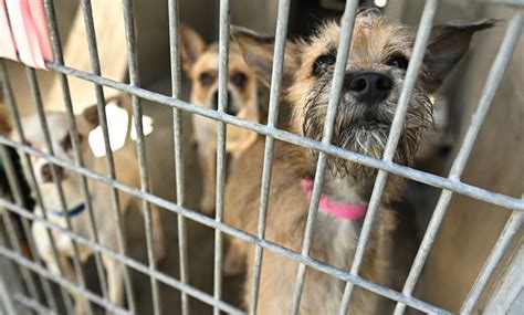 How to help the pets in L.A.'s animal shelters - Los Angeles Times