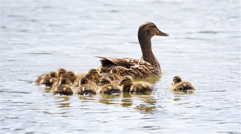 How ducklings hacked swimming - Advanced Science News