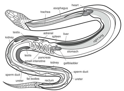 Anatomical Diagram of a Snake : r/snakes