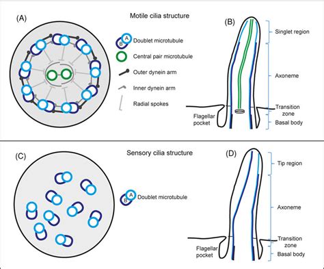 Difference Between Cilia And Flagella In Eukaryotes - cloudshareinfo