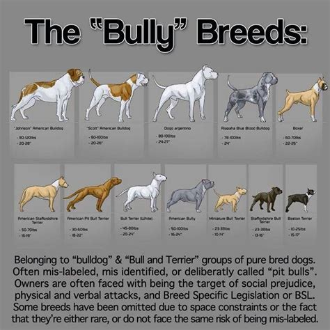 Pin by William Arthur Elander on Canines | Pitbull terrier, American ...