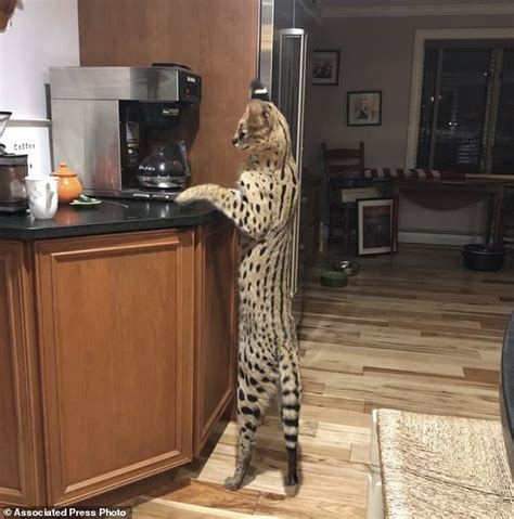 Spartacus the serval cat found safe after escape from home | Daily Mail ...