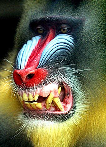 Mandrill - The Largest and Most Colorful of All Monkeys - FactZoo.com