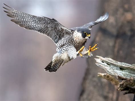 Peregrine Falcon | Urban Raptor Conservancy