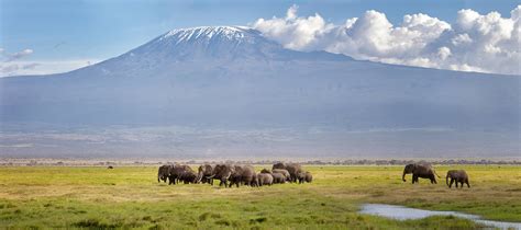 Explore the wildlife at Mount Kilimanjaro | Mt. Kilimanjaro N.P