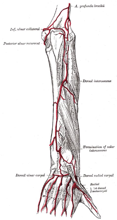 Arteries of the Upper Limb | The Lecturio Medical Online Library