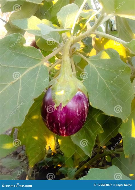 Brinjal Plant Image in Farm Stock Image - Image of maharashtra, fresh ...