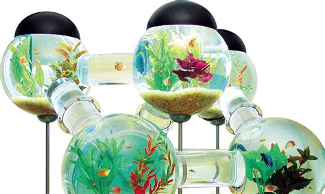 The age of aquariums: The £3,900 fish tank | Daily Mail Online