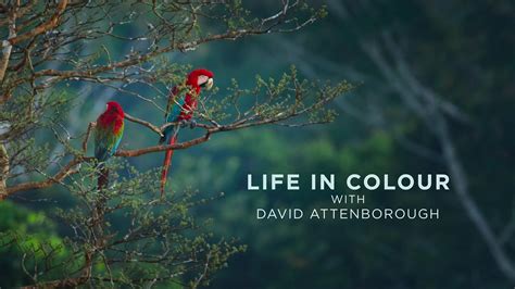 Download Life in Colour with David Attenborough (2021) Season One Dual ...