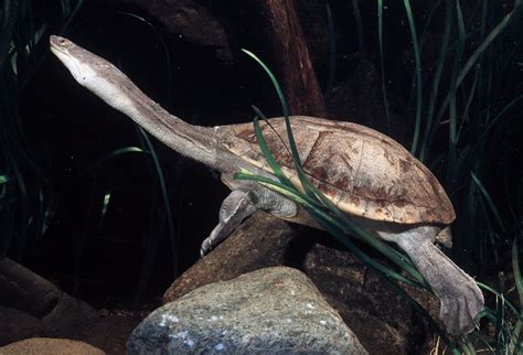 Northern Snake-necked Turtle - The Australian Museum