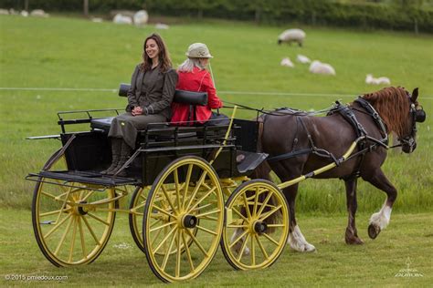 For Carriage Driving • Georgia in Dublin