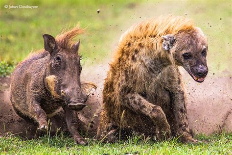 Warthog - Africa Geographic