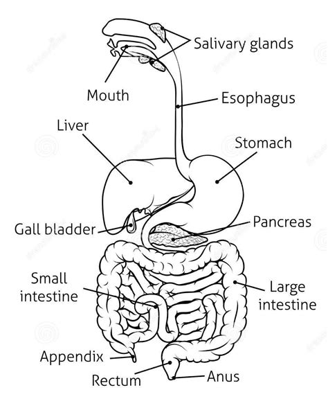 Diagram of digestive system | Simple digestive system diagram ...