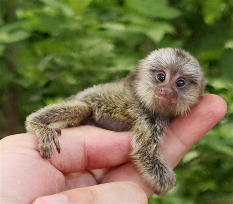 Pygmy Marmoset Facts, Baby, Habitat, Diet, Adaptations, Pictures