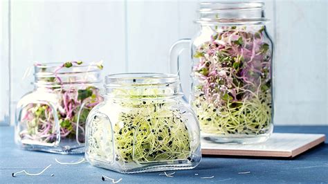 How to Grow Sprouts Indoors in your Kitchen All Year Round