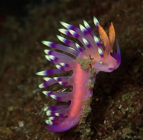 🔥 Nudibranch 🔥 : r/NatureIsFuckingLit