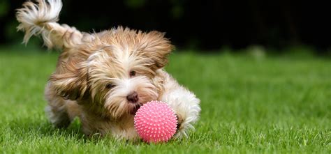 Do Dogs Actually Like Playing Fetch