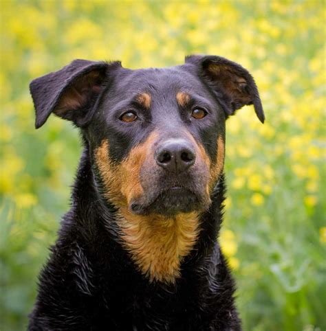 Álbumes 102+ Foto Mezcla De Pitbull Con Rottweiler Cachorros Alta ...