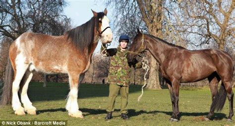 The Queen's new NEIGH-bour: Britain's tallest horse to carry silver ...