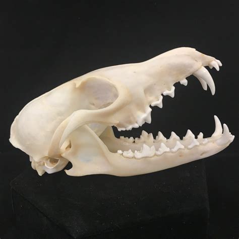 Beautiful, red fox skull with impressive canines, available at Natur