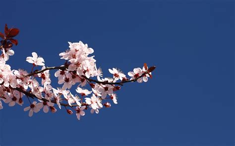 Discover 78+ blue cherry blossom wallpaper latest - in.coedo.com.vn